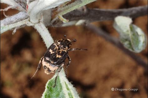 C Toine Punaise Ou Valgus Hemipterus Faune Flore De France