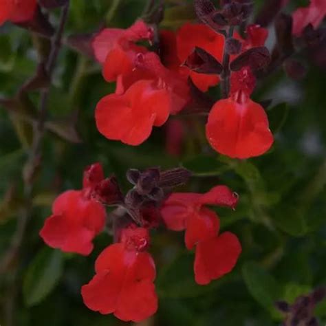 Plant Floral Vivace Salvia Arctic Blaze Darwin Perennials Rouge