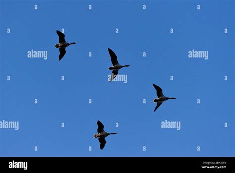 Animals Bird Birds Fly Avian Water Birds In Water Nature