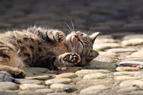 Cat Rolling Over Stock Image Image Of Playing Background 17985907