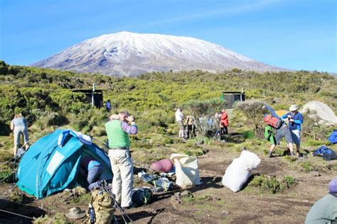 Kilimanjaro Wildlife (Animals)