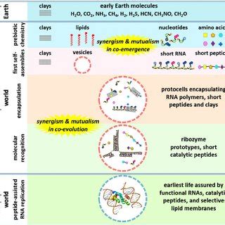 In vesiculo chemical evolution of RNA- and protein-like molecules... | Download Scientific Diagram