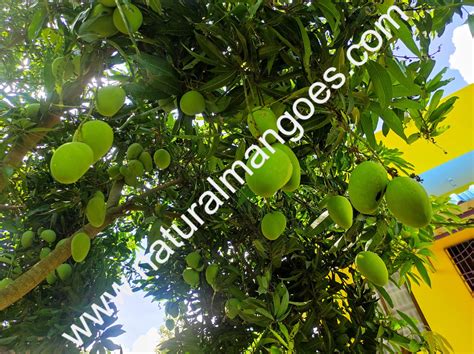 Banganapalli Mangoes Natural Mangoes Arnv Farms