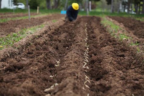 How To Plant Dahlia Tubers In Spring Farmhouse And Blooms