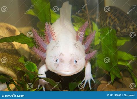 Underwater Axolotl Portrait Close Up In An Aquarium. Mexican Walking ...