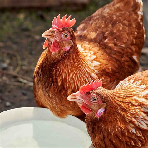 Backyard hen trial program approved for three years - Town of Orangeville