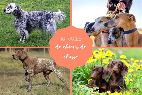 Races De Chiens De Chasse Les Dix Meilleurs Chiens De Ce Groupe Super