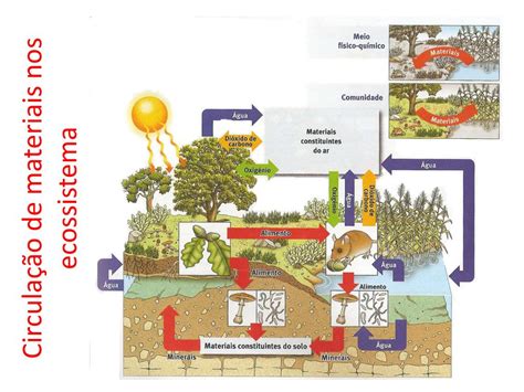 Ppt Funcionamento Dos Ecossistemas Fluxo De Energia Ciclo Da Mat Ria