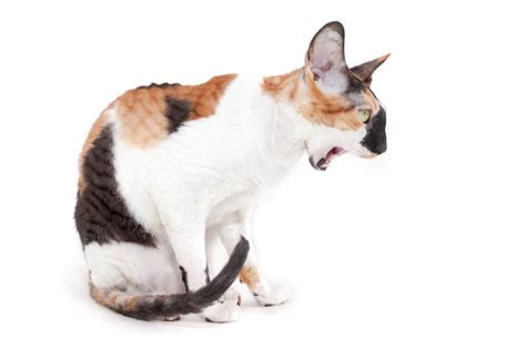 Cat Vomiting Causes Symptoms And Treatment