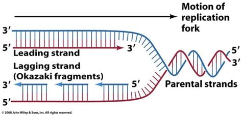 Microbio Chapter 8: DNA Replication Flashcards | Quizlet
