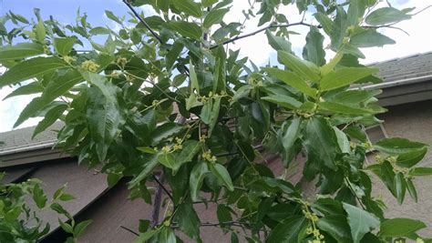 Desert Valley Orchard Shanxi Li Jujube
