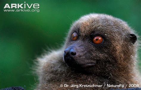 Fijian Monkey Faced Bat Alchetron The Free Social Encyclopedia