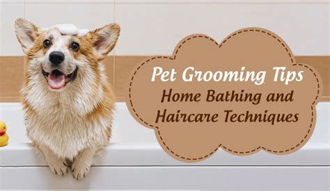 Pet Grooming Tips: Home Bathing and Haircare Techniques