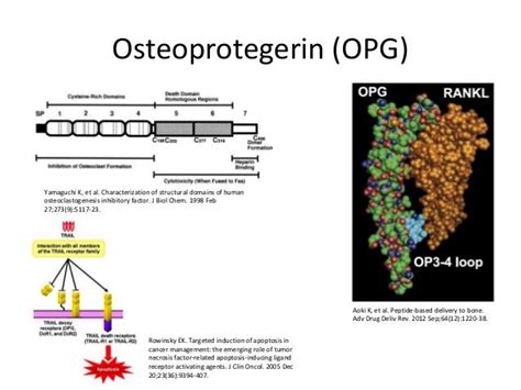 Deciphering the role of osteoprotegerin in inflammatory bowel diseases