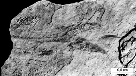 Tail Of A Chondrostean Form 3 Download Scientific Diagram