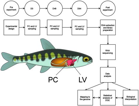 Schematic Diagram Depicting The Workflow Of The Study The Pyloric