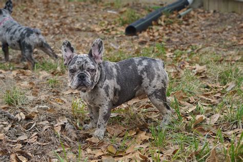 Merle French Bulldog Puppies