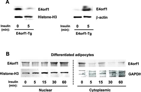 Insulin Stimulates The Intracellular Translocation Of The E4orf1