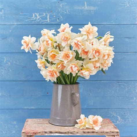 Daffodil Bulbs - Replete | Fall Flower Bulbs | Eden Brothers