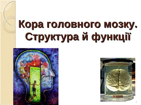 Кора головного мозку - презентація з біології