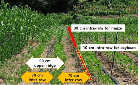 Intra Row And Inter Row Spacing Of Maize And Soybean On The Ridge