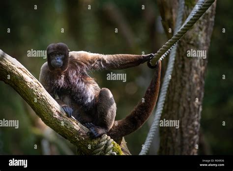 Common Woolly Monkey Lagothrix Lagotricha Captive In An Open Air