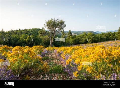 Lone Tree In A Field Of Lavender And Gorse Near The Village Of Monieux