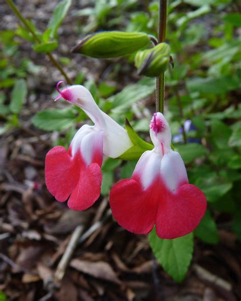 MOSI Outside: Salvia 'Hot Lips'