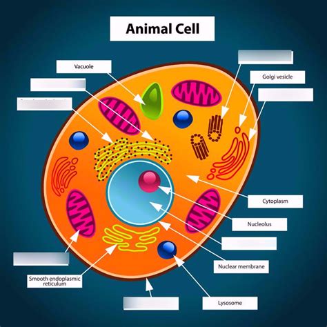 Organelles Diagram | Quizlet