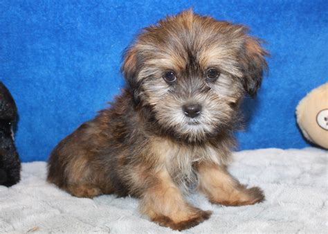 Shorkie Puppies For Sale - Long Island Puppies