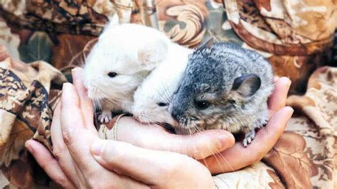 Baby White Chinchilla