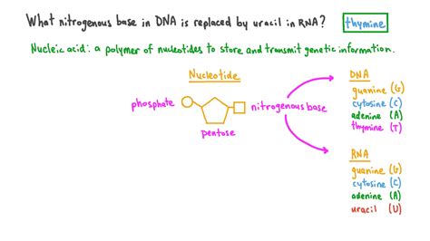 Nucleotide Bases Uracil