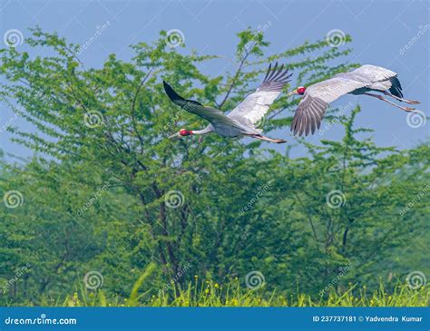 Pair of Flying Sarus Crane 6 Stock Image - Image of prayer, ornithology ...