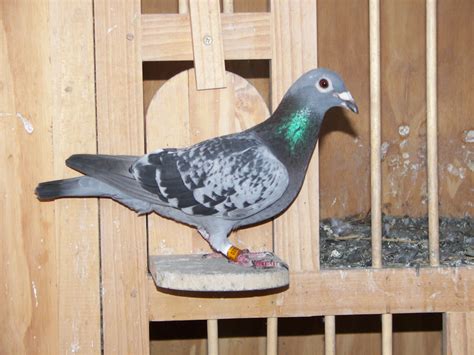 Racing Pigeon Of Ian Adriaanse Paarl South Africa For More