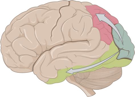 The Dorsal And Ventral Streams Originate From The Primary Visual Cortex