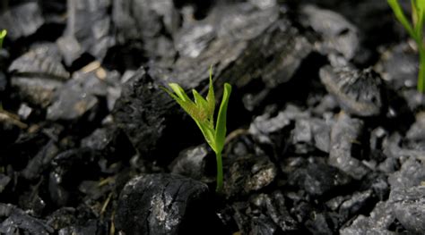 The Role Of Biochar In Sustainable Agriculture Shapiro