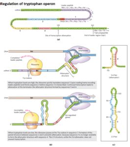 Tryptophan Operon: History, Structure, Regulation and Attenuation