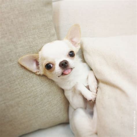 Smile If You Love Chihuahuas Teacup Pomeranian Chihuahua Lover