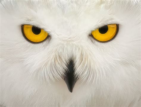 The Eyes Of A Snowy Owl by Chuck Rowe / 500px