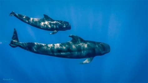 Pilot Whales Mother With Calf Spotted April Photo By Robbie