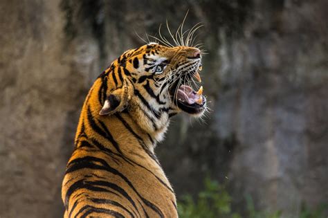 20000 Free Tiger Hill And Tiger Images Pixabay