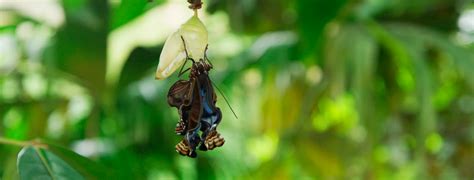 Colombia Magia Salvaje” Un Documental Que Releva 20 Ecosistemas En Su Diversidad Infobae