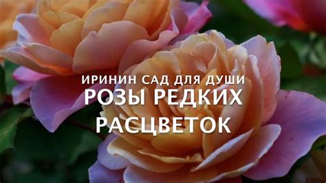 Rose//Розы редких расцветок - YouTube