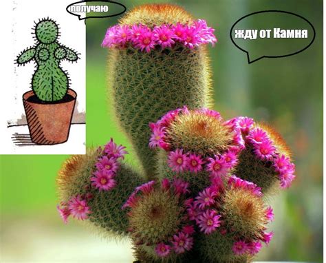 Создать мем "mammillaria pilcayensis кактус, кактус цветение, цветок ...