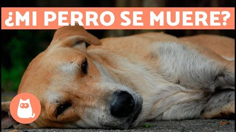 Gu A Completa Remedios Caseros Para Perro Envenenado Por Sapo