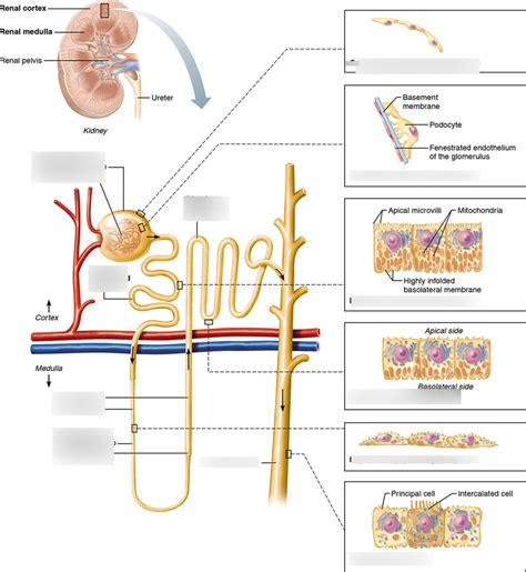 Urinary System Diagram Quizlet