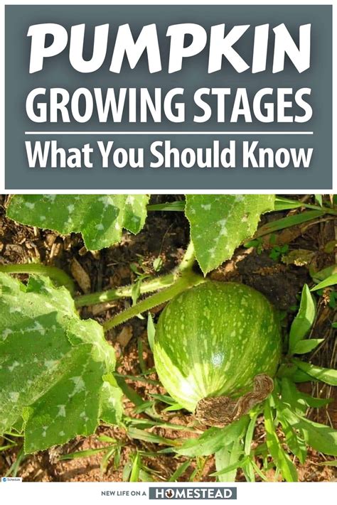 Pumpkin Growing Stages What You Should Know