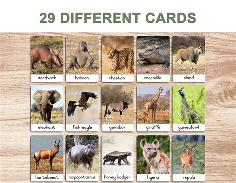 Safari Animals • Printable Flash Cards • 3 Part Cards • Montessori