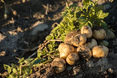 Premium Photo Potatoes On The Ground With The Sun Shining On Them