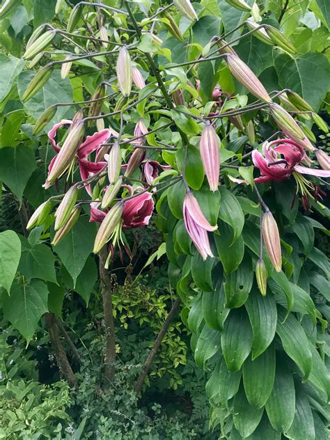 Lilium Martagon or Martagon Lily | Online Flower Garden